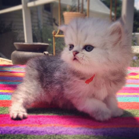 Registered, <strong>Persian kittens</strong>. . Craigslist persian kittens